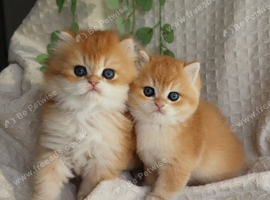 Golden Ny11 Champion Shorthair & Longhair Kittens