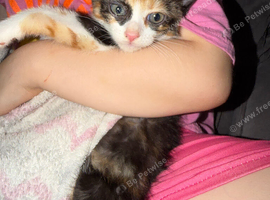 Kittens