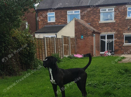 Cane corso cross mastiff 3 year old