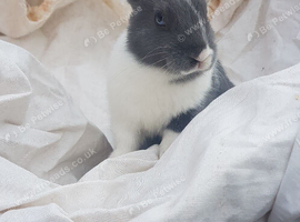 Female Netherlands dwarf mixed lionhead