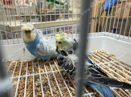 Hagoromo pair