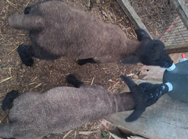 2 Suffolk mules lambs