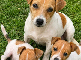 Ready to go Jack Russel little boy.