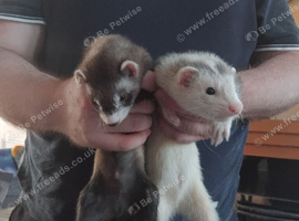 2 Baby hobs (Male) for sale