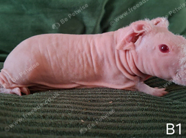 Skinny Pigs