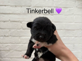 Cocker Spaniel x Border Kelpie