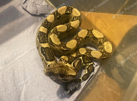 5 month old male ANERY BOA