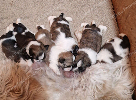 Pure bred shih tzu puppies here in Cardiff