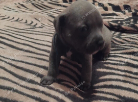 KC REGISTERD BLUE STAFFORDSHIRE BULL TERRIER