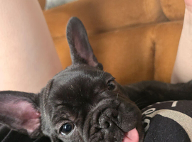 French Bulldog Puppy &ndash; Female &ndash; Ready Now