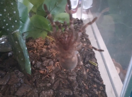 Brazil white knee spider with viv