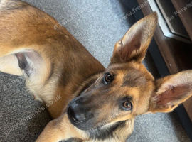 6 1/2 Month male puppy