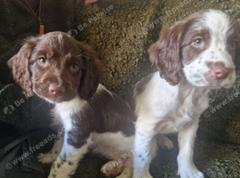2 boys available