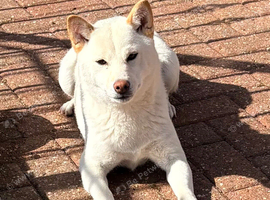 Japanese Shiba Inu