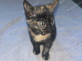 Black tortoise shell