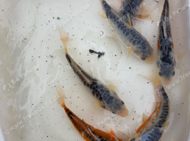 5 - 8 inch koi carp