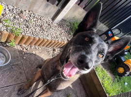 Malinois for sale