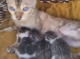 Kittens-half bengals kittens ready for a new home.