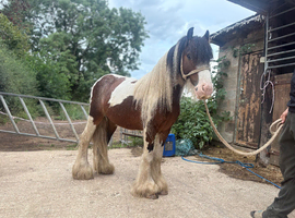 Mini gypsy cob colt