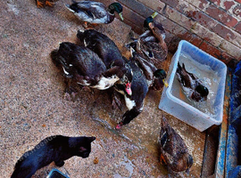 Mallard and Muscovy drakes for sale