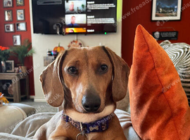Darla the dachshund