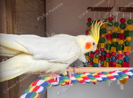 4 cockatiels 3 Lutino 1 grey