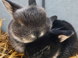 Mini lops