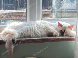 Ragdoll female Tortie with papers