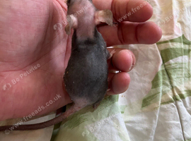 Male rats and female rats available