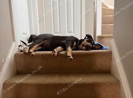 Staffy X pup