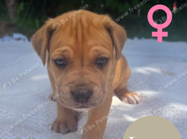 Great Dane x Cane corso puppies