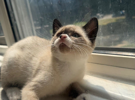Siamese kitten