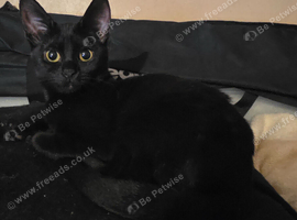 Bombay X Tortishell kittens