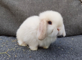 Beautiful mini lops to reserve