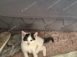 3 kittens for sale