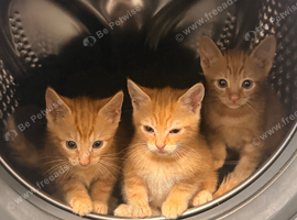 Kittens for rehome