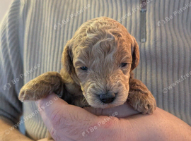Beautiful Apricot Toy Poodle Puppy