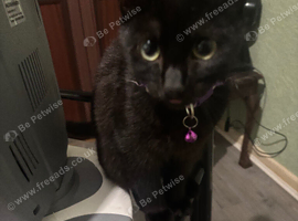 Black kittens ( negotiable)