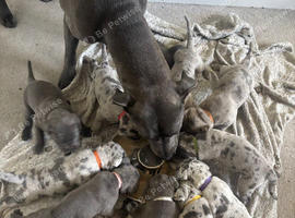 MERLE & BLUE CANE CORSO PUPPIES