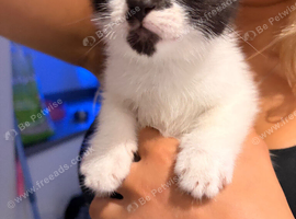 Kittens ready to leave