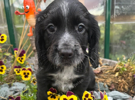 Ready now KC reg cocker spaniel pups