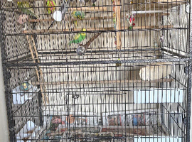 Budgies