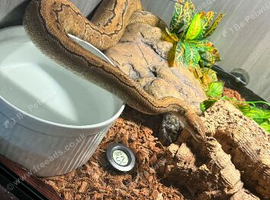 Female ball python and set up