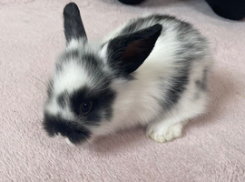 Baby Lionhead female