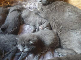 Russian blue kittens