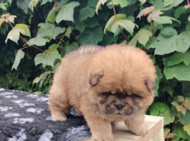 Chow chow puppies