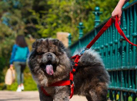 Black Fawn Merle Chowchow