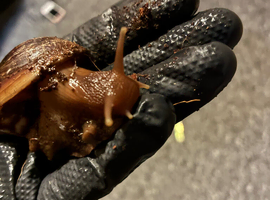 Giant African Land Snail