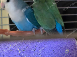 Lovebirds