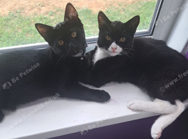 Two 4 month old kittens needing a new home
